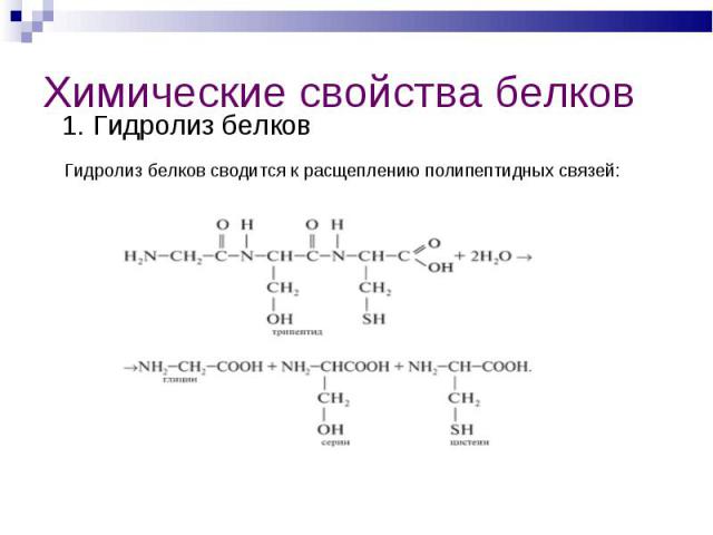 1. Гидролиз белков 1. Гидролиз белков Гидролиз белков сводится к расщеплению полипептидных связей: