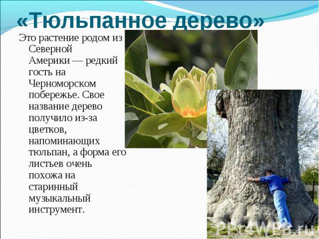Это растение родом из Северной Америки — редкий гость на Черноморском побережье. Свое название дерево получило из-за цветков, напоминающих тюльпан, а форма его листьев очень похожа на старинный музыкальный инструмент. Это растение родом из…