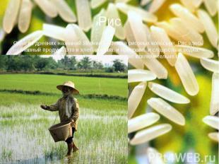 Рис Одно из древних названий Японии — Земля рисовых колосьев. Рис здесь — главны
