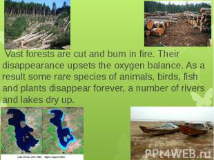 Vast forests are cut and burn in fire. Their disappearance upsets the oxygen bal