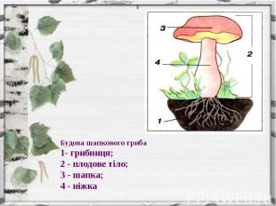 Будова шапкового гриба1- грибниця;2 - плодове тіло; З - шапка; 4 - ніжка