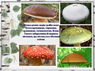 Шапка різних видів грибів може бути коричневою, червоною, оранжевою, зеленкувато