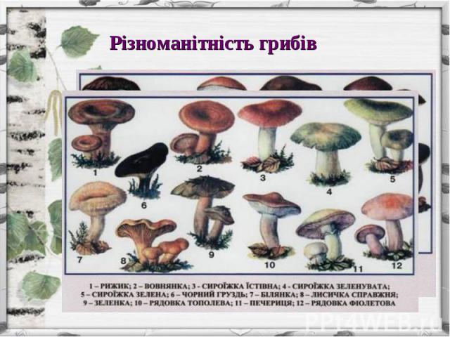 Різноманітність грибів