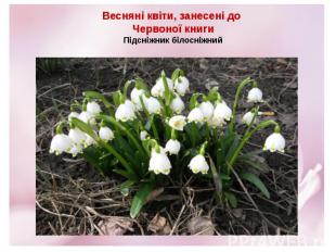 Весняні квіти, занесені до Червоної книги Підсніжник білосніжний