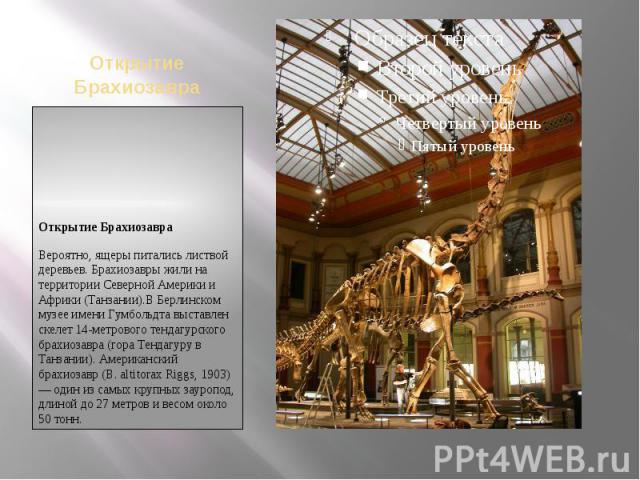 Открытие БрахиозавраОткрытие БрахиозавраВероятно, ящеры питались листвой деревьев. Брахиозавры жили на территории Северной Америки и Африки (Танзании).В Берлинском музее имени Гумбольдта выставлен скелет 14-метрового тендагурского брахиозавра (гора …