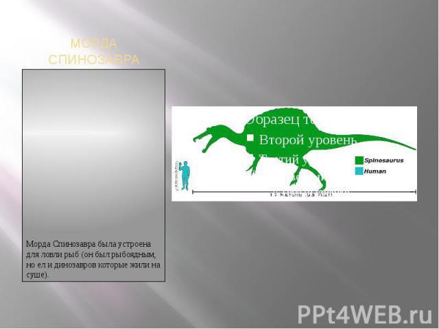 МОРДА СПИНОЗАВРАМорда Спинозавра была устроена для ловли рыб (он был рыбоядным, но ел и динозавров которые жили на суше).