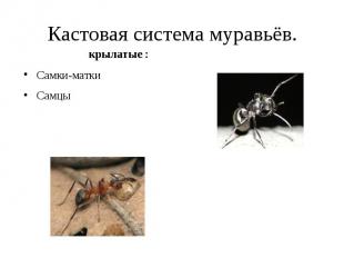 Кастовая система муравьёв. Самки-матки Самцы