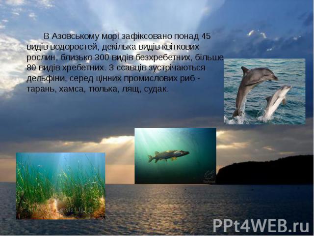 В Азовському морі зафіксовано понад 45 видів водоростей, декілька видів квіткових рослин, близько 300 видів безхребетних, більше 80 видів хребетних. З ссавців зустрічаються дельфіни, серед цінних промислових риб - тарань, хамса, тюлька, лящ, судак.