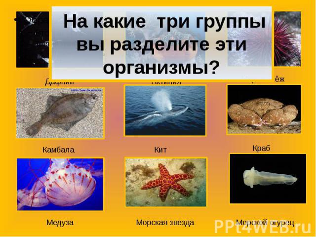 На какие три группы вы разделите эти организмы?