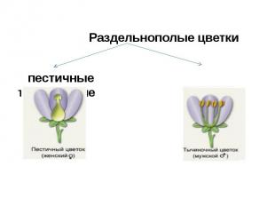 Раздельнополые цветки пестичные тычиночные