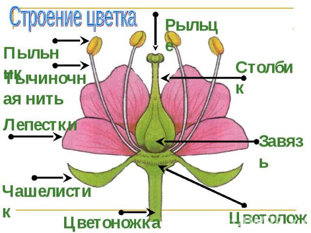 Строение цветкаПыльникТычиночная нитьЛепесткиЧашелистик