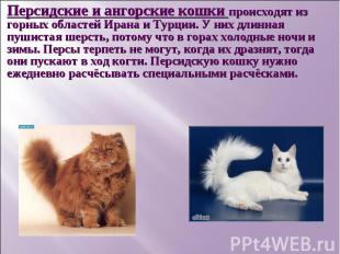 Персидские и ангорские кошки происходят из горных областей Ирана и Турции. У них