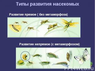 Типы развития насекомыхРазвитие прямое ( без метаморфоза)Развитие непрямое (с ме