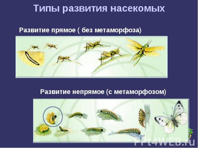 Типы развития насекомыхРазвитие прямое ( без метаморфоза)Развитие непрямое (с метаморфозом)