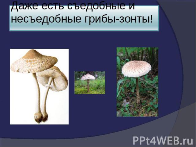 Даже есть съедобные и несъедобные грибы-зонты!