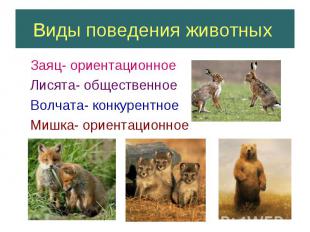 Виды поведения животных Заяц- ориентационное Лисята- общественное Волчата- конку