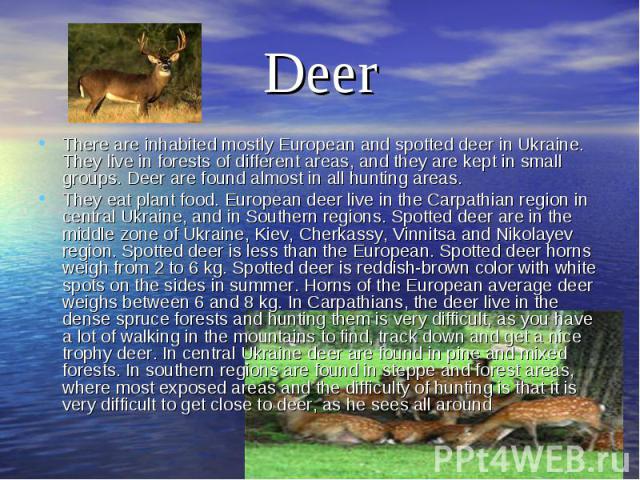 DeerThere are inhabited mostly European and spotted deer in Ukraine. They live in forests of different areas, and they are kept in small groups. Deer are found almost in all hunting areas.They eat plant food. European deer live in the Carpathian reg…