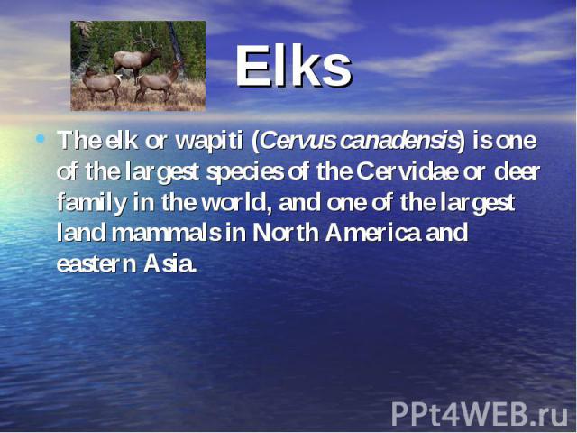 ElksThe elk or wapiti (Cervus canadensis) is one of the largest species of the Cervidae or deer family in the world, and one of the largest land mammals in North America and eastern Asia.