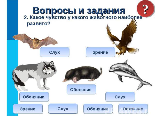 2. Какое чувство у какого животного наиболее развито? 2. Какое чувство у какого животного наиболее развито?