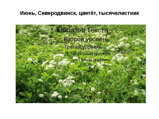 Июнь, Северодвинск, цветёт, тысячелистник