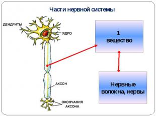 Части нервной системы
