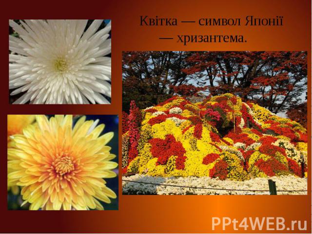 Квітка — символ Японії — хризантема.
