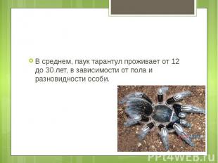 В среднем, паук тарантул проживает от 12 до 30 лет, в зависимости от пола и разн