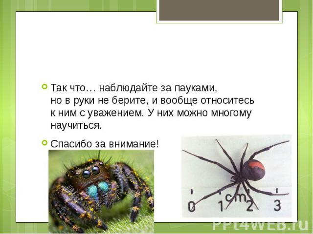 Проект про пауков