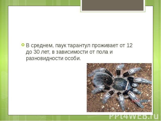 В среднем, паук тарантул проживает от 12 до 30 лет, в зависимости от пола и разновидности особи.