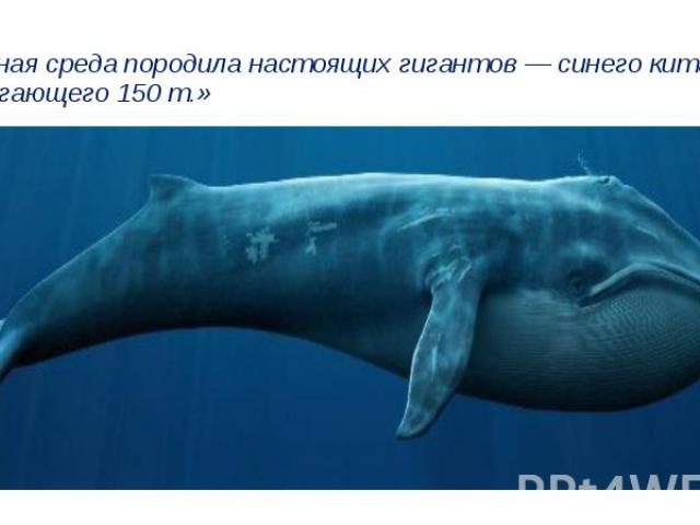 «..Водная среда породила настоящих гигантов — синего кита, достигающего 150 т.»