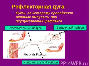 Рефлекторная дуга - Путь, по которому проводятся нервные импульсы при осуществле