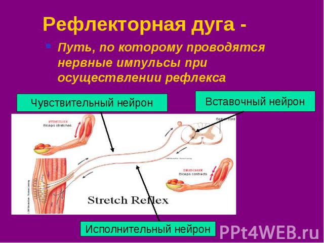 Рефлекторная дуга - Путь, по которому проводятся нервные импульсы при осуществлении рефлекса