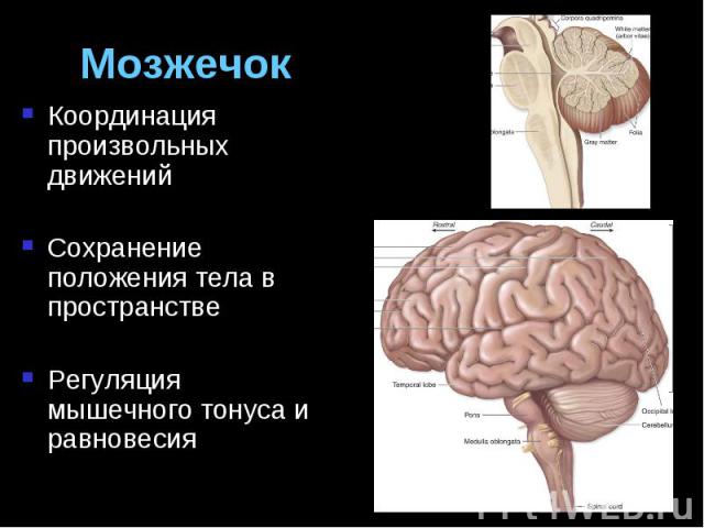 Мозжечок Координация произвольных движений Сохранение положения тела в пространстве Регуляция мышечного тонуса и равновесия