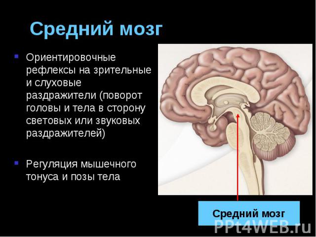 Средний мозг Ориентировочные рефлексы на зрительные и слуховые раздражители (поворот головы и тела в сторону световых или звуковых раздражителей) Регуляция мышечного тонуса и позы тела