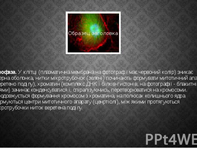 Профаза. У клітці (плазматична мембрана на фотографії має червоний колір) зникає ядерна оболонка, нитки мікротрубочок (зелені) починають формувати митотичний апарат (веретено поділу), хроматин (комплекс ДНК і білків-гистонів, на фотографії - блакитн…