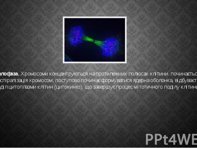 Телофаза. Хромосоми концентруються на протилежних полюсах клітини. починається деспіралізація хромосом, поступово починає формуватися ядерна оболонка, відбувається поділ цитоплазми клітин (цитокинез), що завершує процес мітотичного поділу клітини.