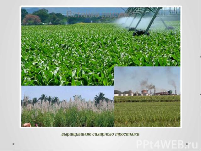 выращиванию сахарного тростника