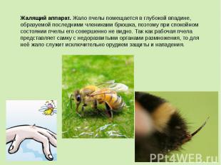 Жалящий аппарат. Жало пчелы помещается в глубокой впадине, образуемой последними