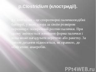 p.Clostridium (клостридії). p.Clostridium – це споротворні паличкоподібні бактер