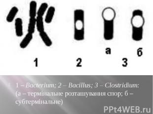 1 – Bacterium; 2 – Bacillus; 3 – Clostridium: (а – термінальне розташування спор