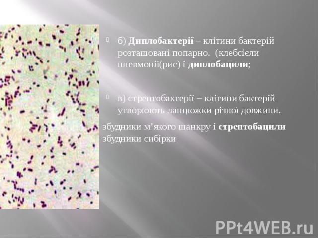 б) Диплобактерії – клітини бактерій розташовані попарно. (клебсієли пневмонії(рис) і диплобацили; б) Диплобактерії – клітини бактерій розташовані попарно. (клебсієли пневмонії(рис) і диплобацили; в) стрептобактерії – клітини бактерій утворюють ланцю…