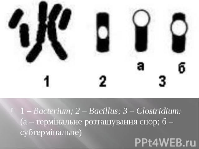 1 – Bacterium; 2 – Bacillus; 3 – Clostridium: (а – термінальне розташування спор; б – субтермінальне) 1 – Bacterium; 2 – Bacillus; 3 – Clostridium: (а – термінальне розташування спор; б – субтермінальне)