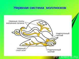 Нервная система моллюсков Нервная система моллюсков
