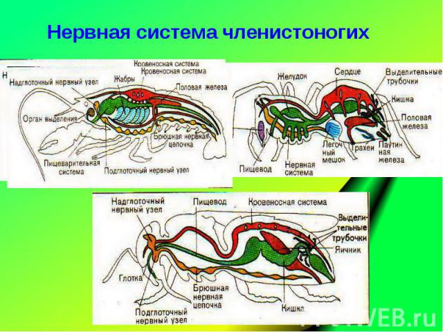 Нервная система членистоногих Нервная система членистоногих