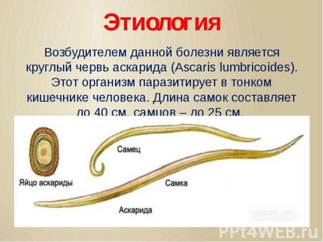 Этиология Возбудителем данной болезни является круглый червь аскарида (Ascaris lumbricoides). Этот организм паразитирует в тонком кишечнике человека. Длина самок составляет до 40 см, самцов – до 25 см.