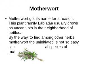 Motherwort Motherwort got its name for a reason. This plant family Labiatae usua