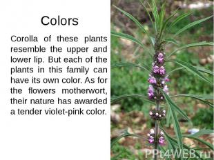 Colors Corolla of these plants resemble the upper and lower lip. But each of the