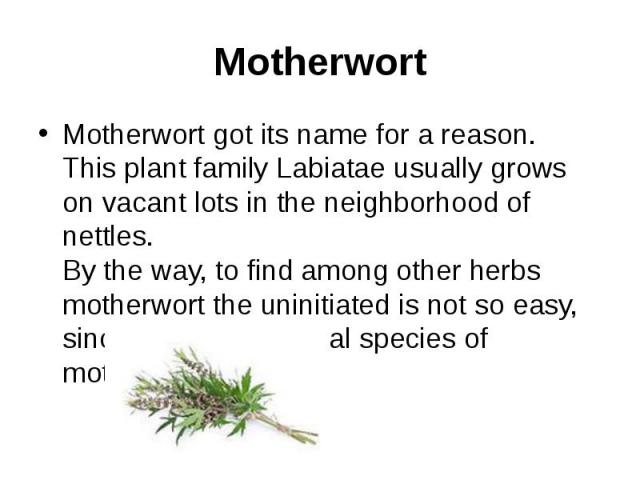 Motherwort Motherwort got its name for a reason. This plant family Labiatae usually grows on vacant lots in the neighborhood of nettles. By the way, to find among other herbs motherwort the uninitiated is not so easy, since there are several species…