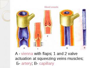Blood vessels: A - vienna with flaps; 1 and 2 valve actuation at squeezing veins