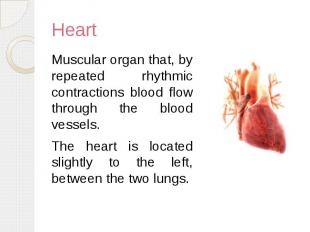 Heart Muscular organ that, by repeated rhythmic contractions blood flow through